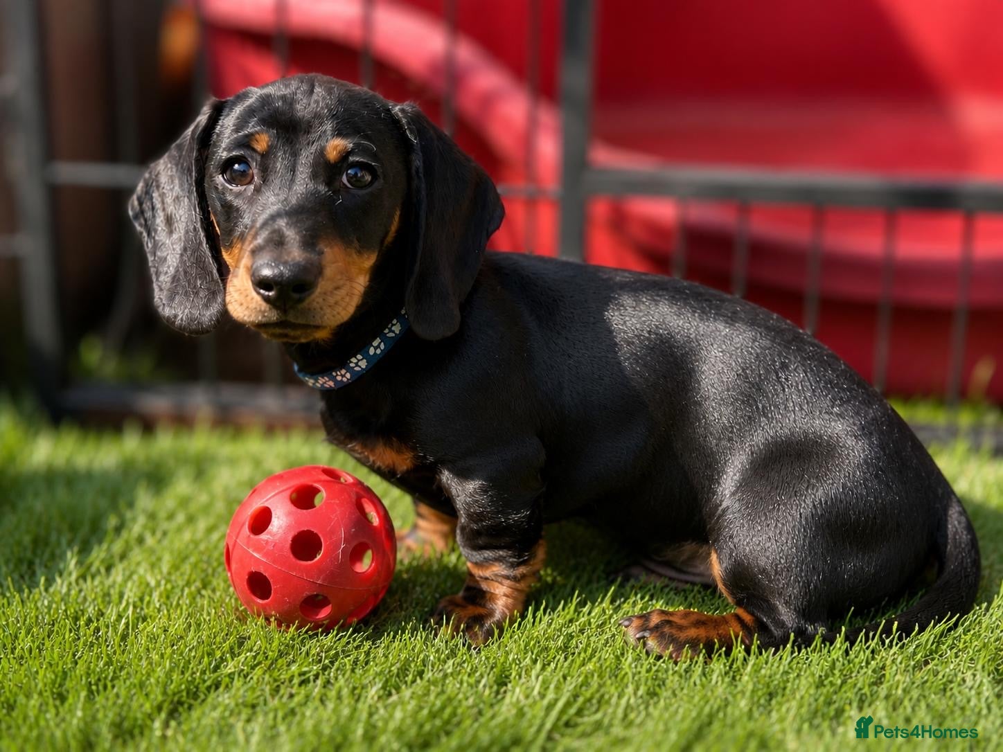 Miniature Dachshund dogs Beautiful Miniature Dachshund Puppy -KC Registered - Advert 2