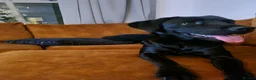 Labrador Retriever dogs for sale: Adorable Black Lab in Whitchurch - Advert 4