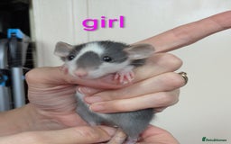 Rat rodents for sale: Dumbo rats - Image 1