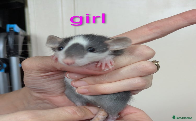 Rat rodents - Advert 2