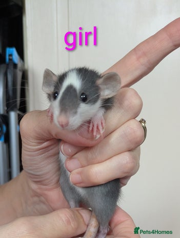 Rat rodents - Advert 8