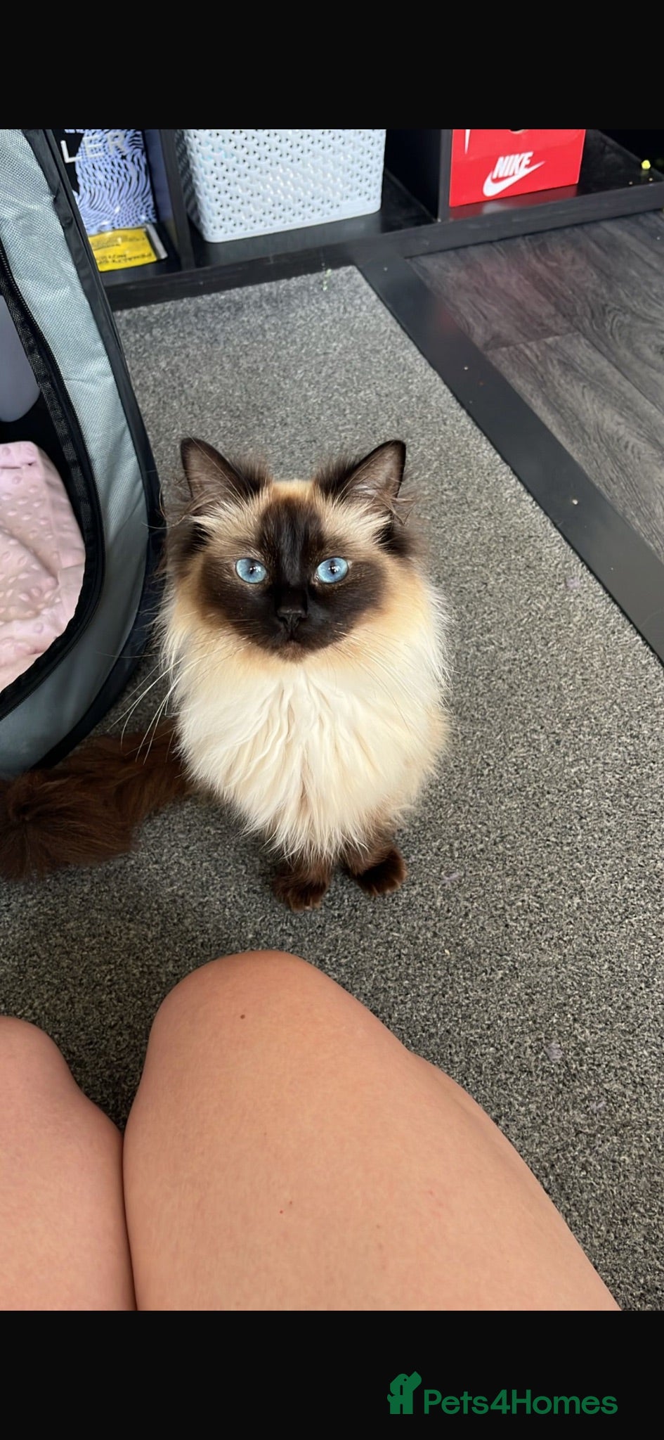 Mixed Breed cats Ragdoll x Persian  - Advert 17