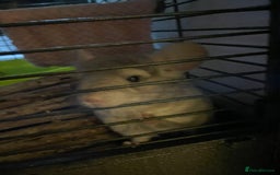 Chinchilla rodents for sale: Chinchillas for sale - Image 5