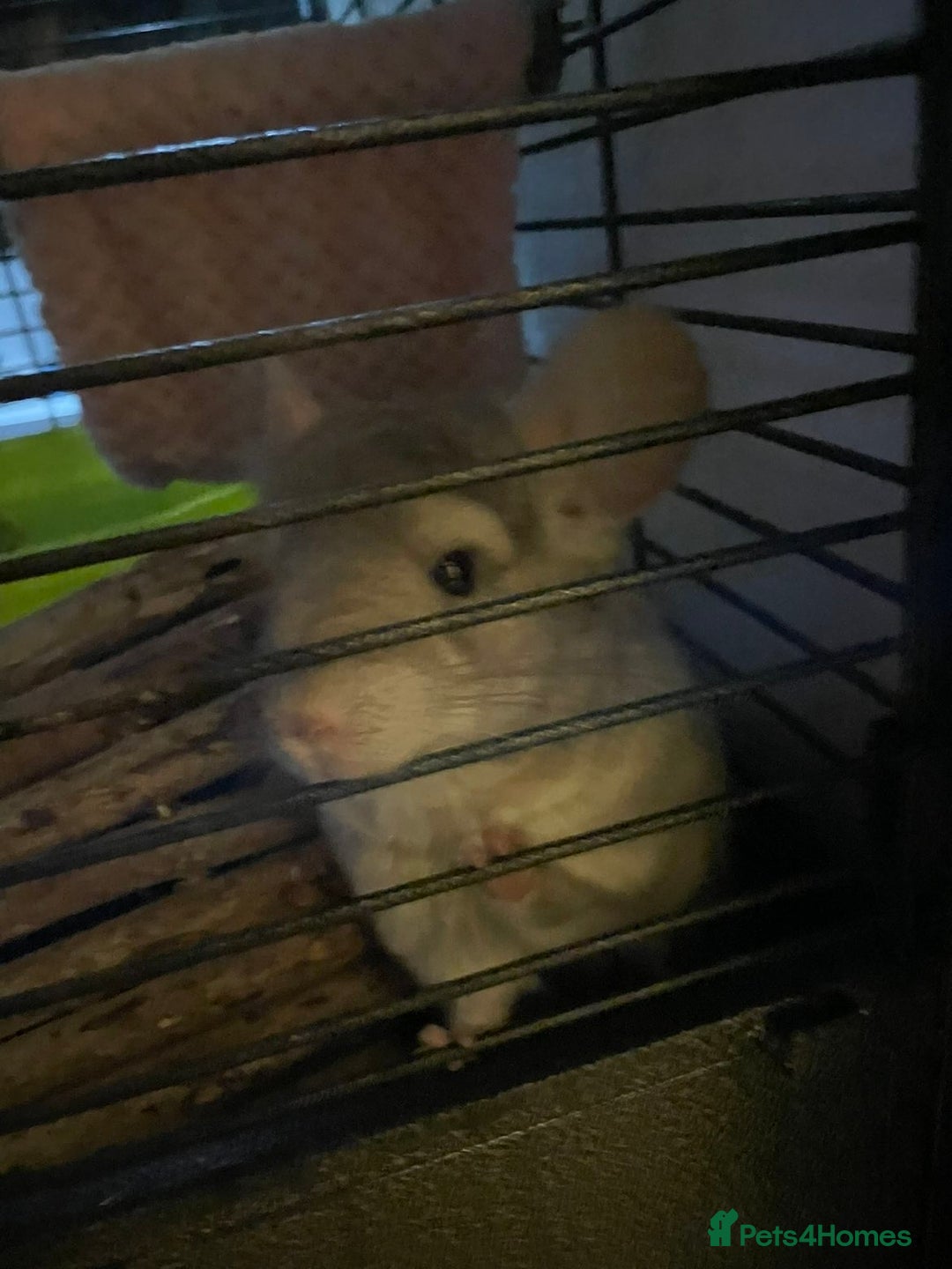 Chinchilla rodents for sale: Chinchillas for sale - Image 5