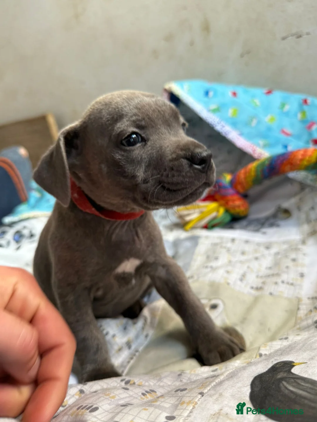 Staffordshire Bull Terrier dogs for sale: Beautiful pure bred blue staffies  - Advert 2