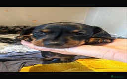 Miniature Dachshund dogs for sale: Beautiful Miniature Dachshund Puppies - Image 5