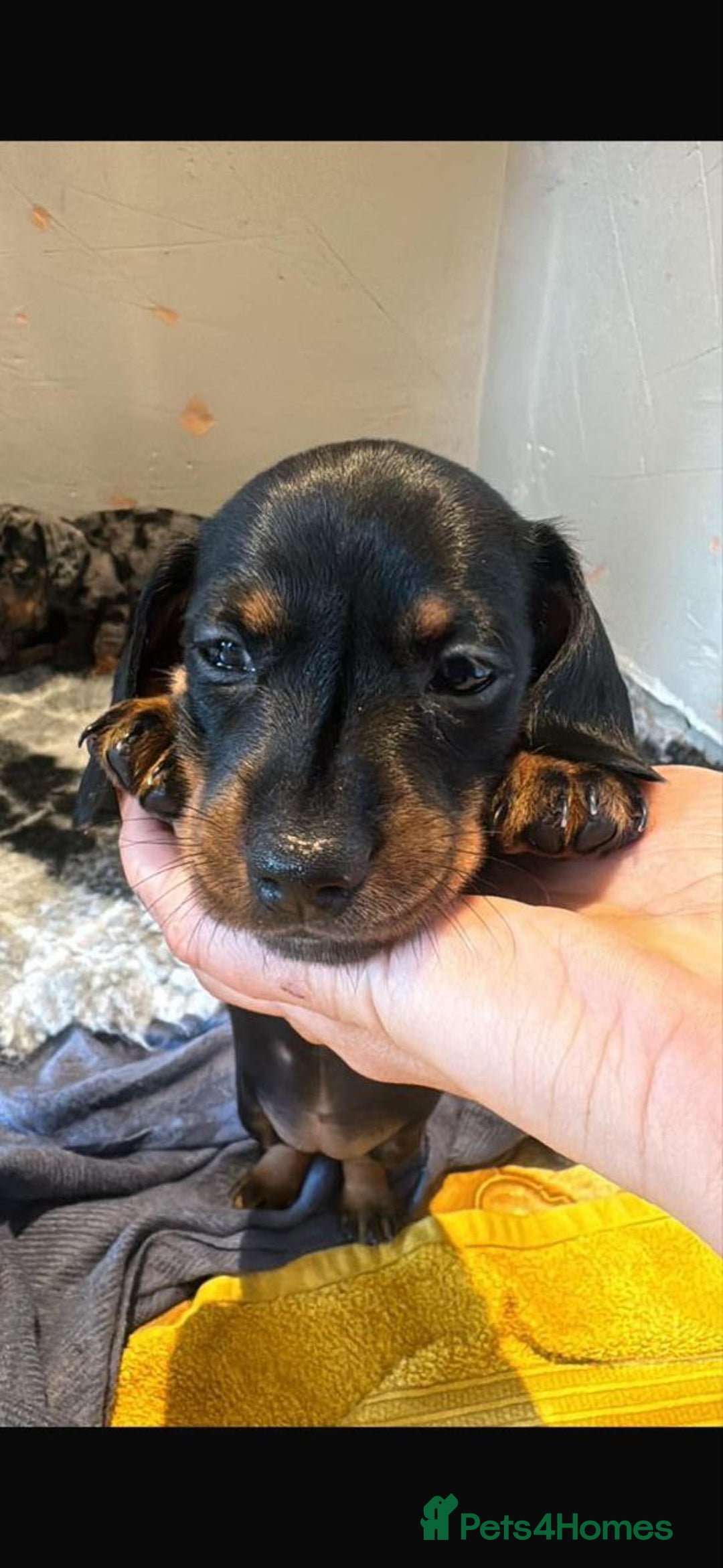 Miniature Dachshund dogs for sale: Beautiful Miniature Dachshund Puppies - Image 5