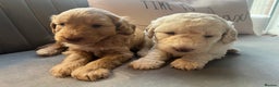 Labradoodle dogs for sale: Labradoodle puppies x 3 girls left ❤️ - Advert 3