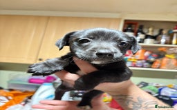 Mixed Breed dogs for sale: Male cocker-jack - Image 2