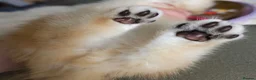 Scottish Fold cats for sale: ⭐️ Top Quality Scottish Fold Kittens ⭐️ - Advert 13