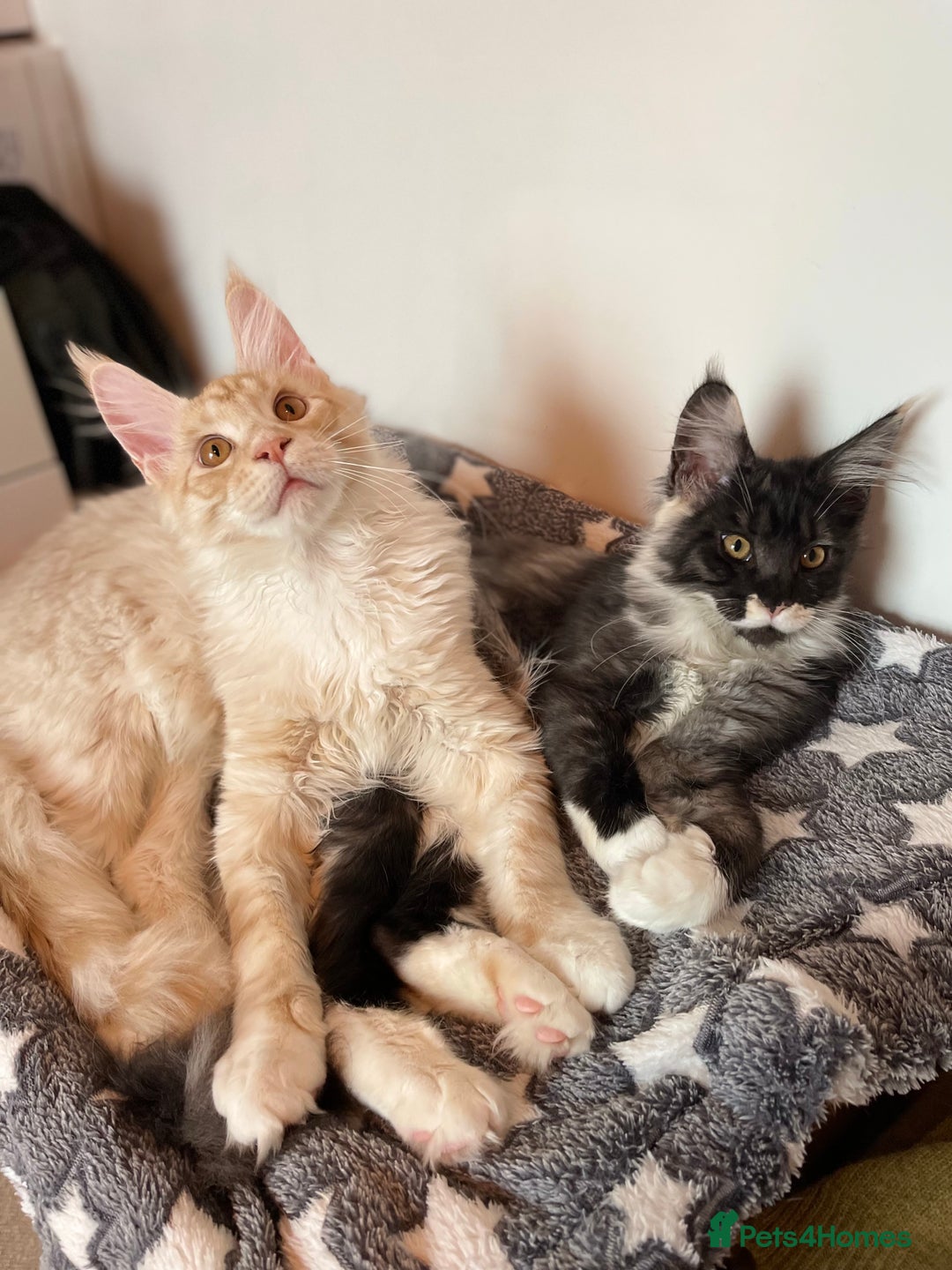 Maine Coon cats for sale: GCCF registered Maine Coon kittens.  in Newton Abbot - Image 4