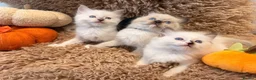 Ragdoll cats for sale: 3 beautiful ragdoll babies! - Advert 15