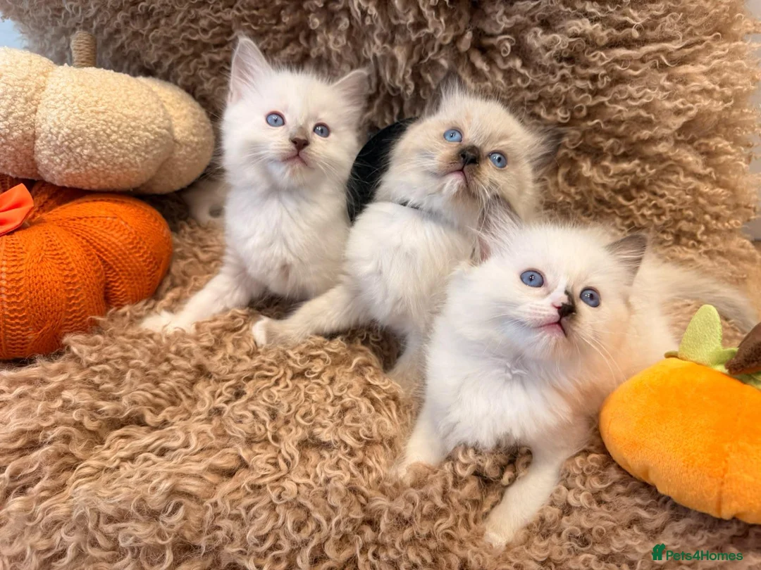 Ragdoll cats for sale: 3 beautiful ragdoll babies! - Advert 15