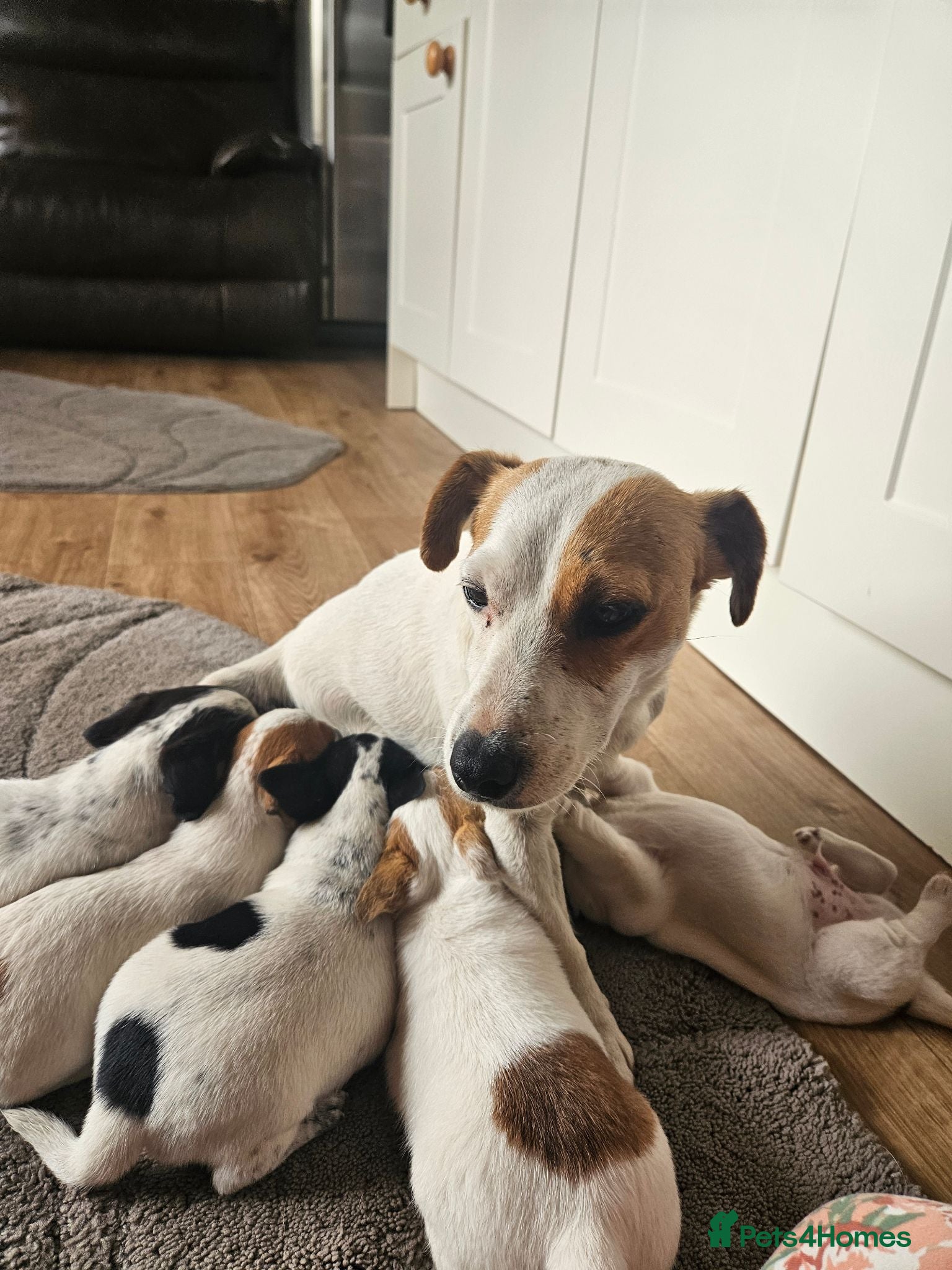 Jack Russell dogs Pure jackrussell puppies  - Advert 8