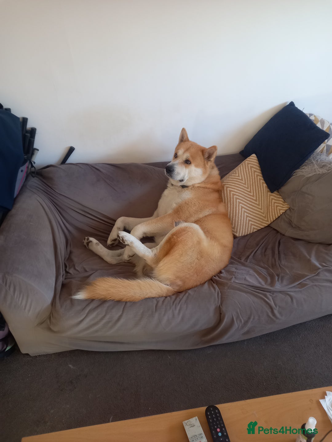 Akita dogs for stud: Apollo  - Advert 5