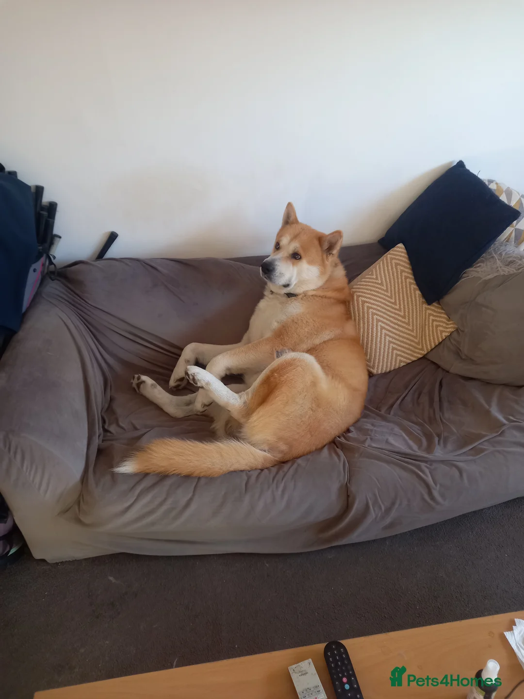 Akita dogs for stud: Apollo  - Advert 5