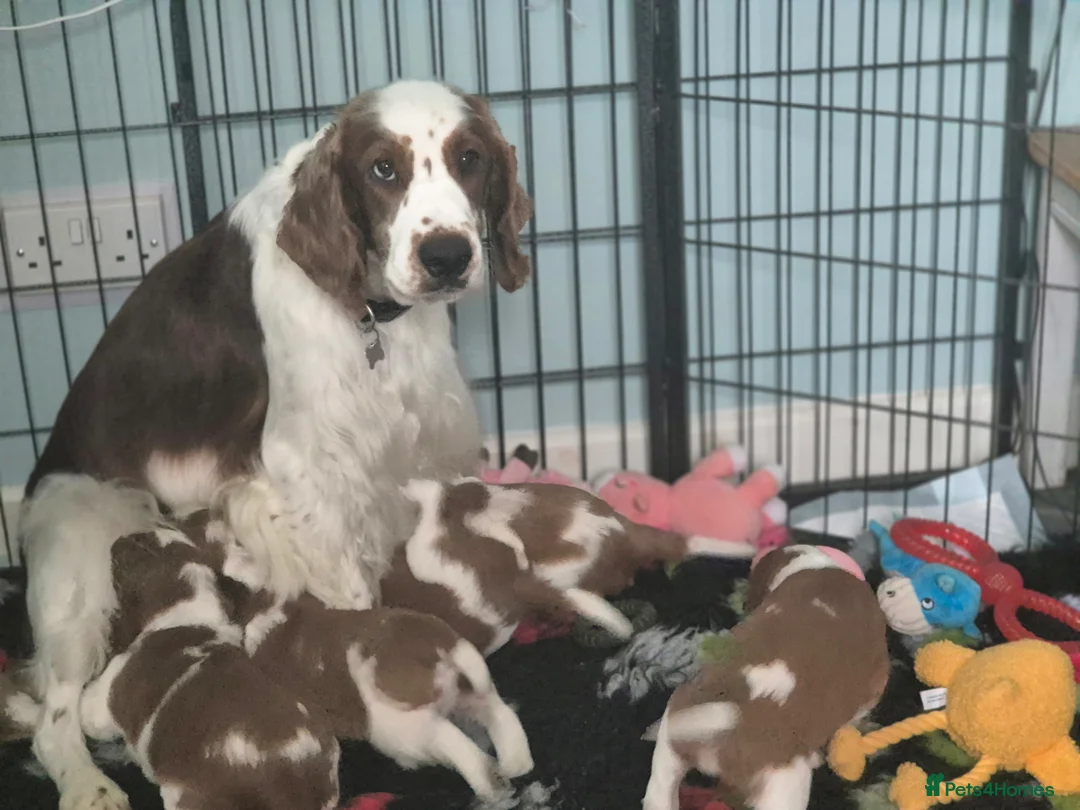 Welsh Springer Spaniel dogs for sale: Evangelise litter - Advert 6