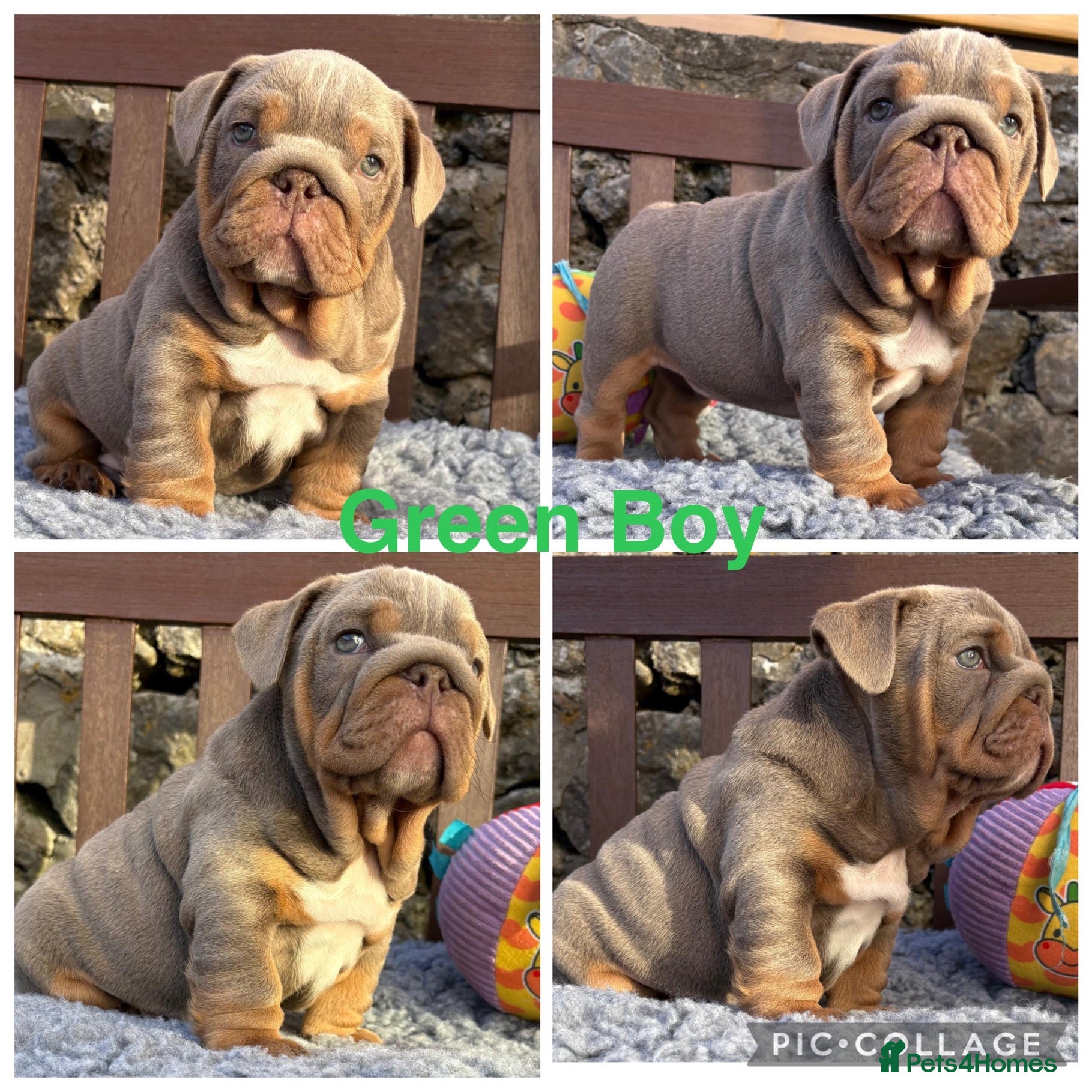 English Bulldog dogs Ready today! English bulldog puppies - Advert 6
