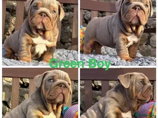 English Bulldog dogs Ready today! English bulldog puppies - Advert 6