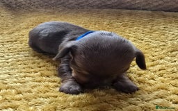 Miniature Dachshund dogs for sale: KC registered miniature dachshund puppies - Image 6