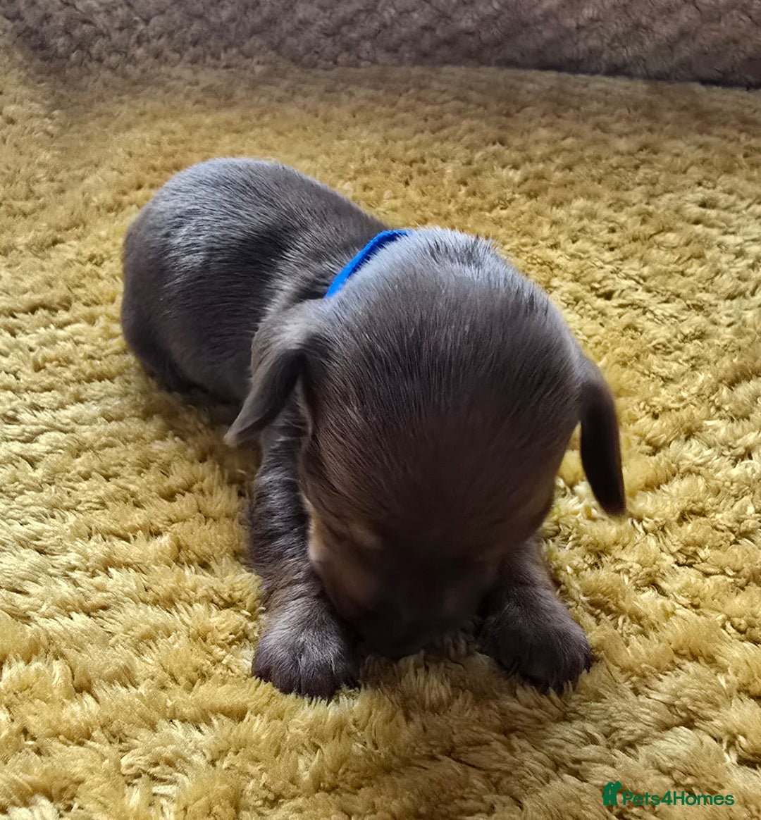 Miniature Dachshund dogs for sale: KC registered miniature dachshund puppies - Image 6