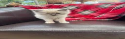 Ragdoll cats for sale: Ragdoll kittens  - Advert 5
