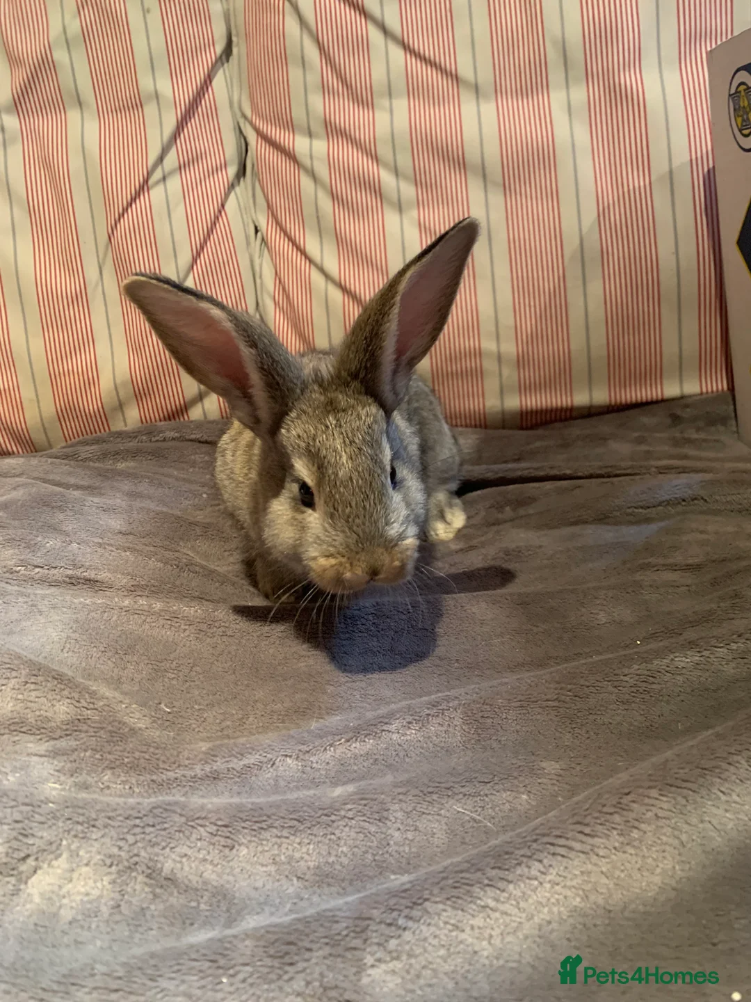 Continental Giant rabbits for sale: Pure Continental Giant bucks  - Advert 1