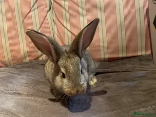 Continental Giant rabbits Pure Continental Giant bucks - Advert 1