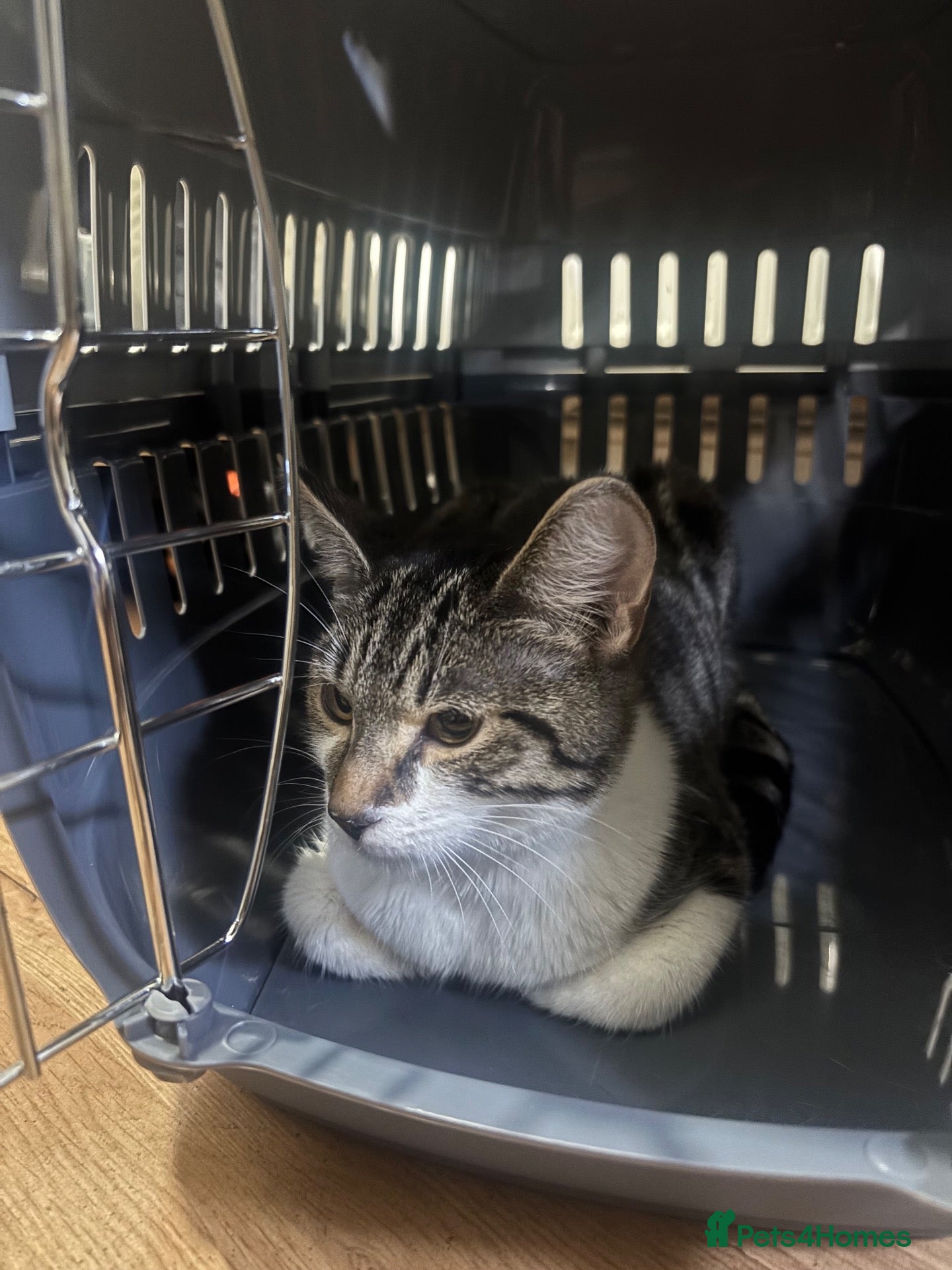 Mixed Breed cats Maria  - Advert 1