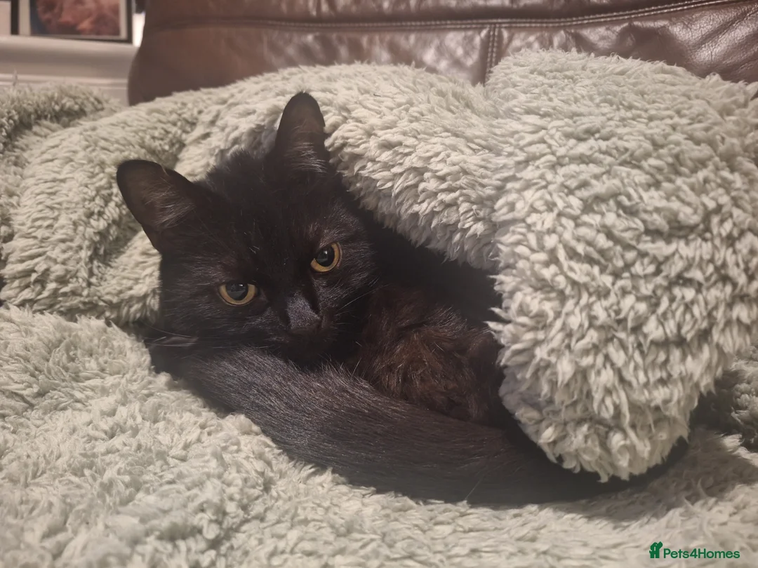 Domestic Shorthair cats for sale: Jaguar needs a new home - Advert 4