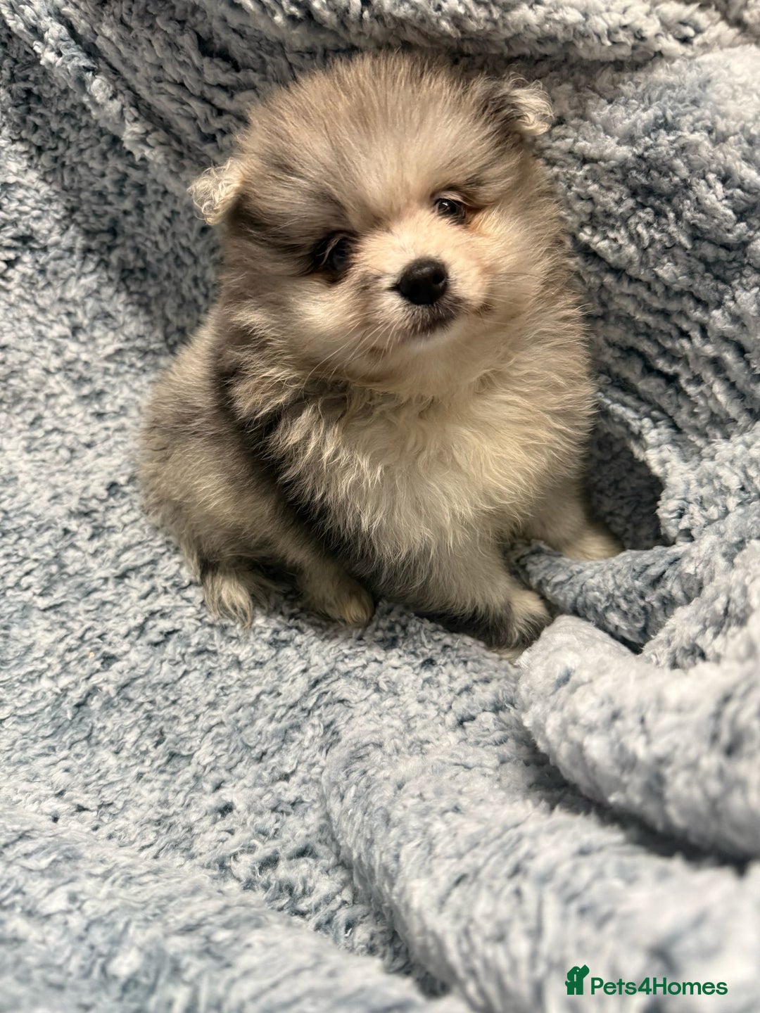 Pomeranian dogs for sale: Puppies Ready for new homes  - Advert 25