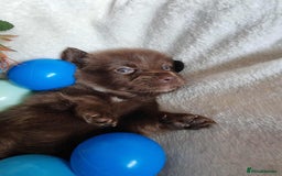 Mixed Breed dogs for sale: Miniature Dachshund x Pomeranian Puppies - Image 5