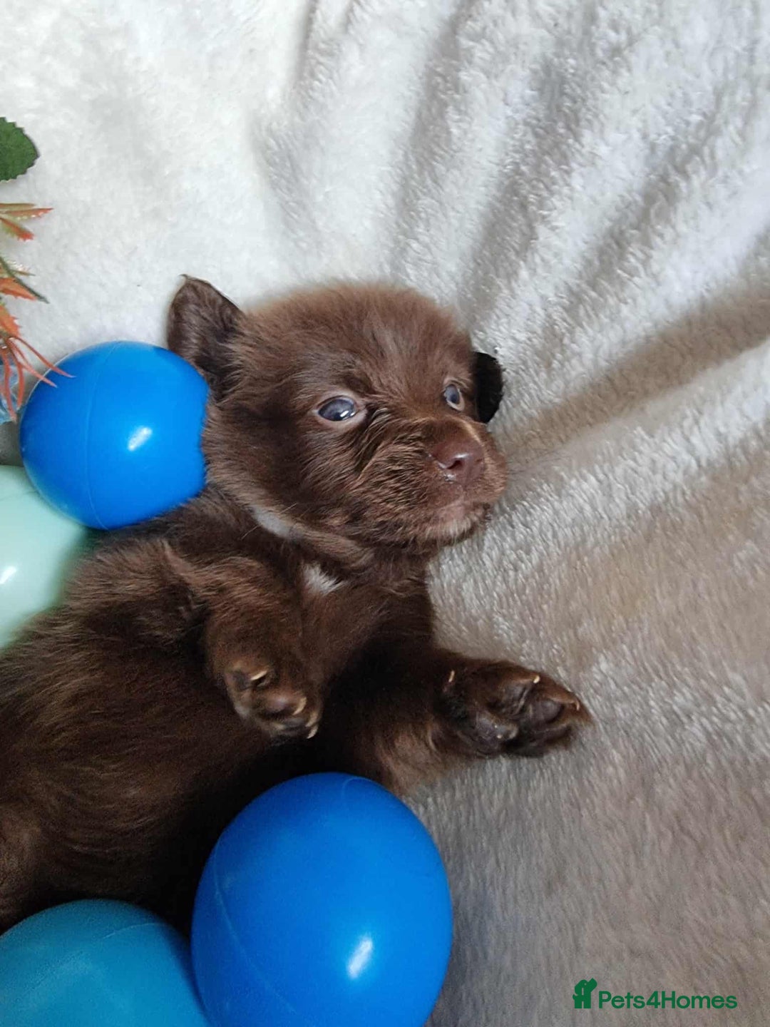 Mixed Breed dogs for sale: Miniature Dachshund x Pomeranian Puppies - Image 5