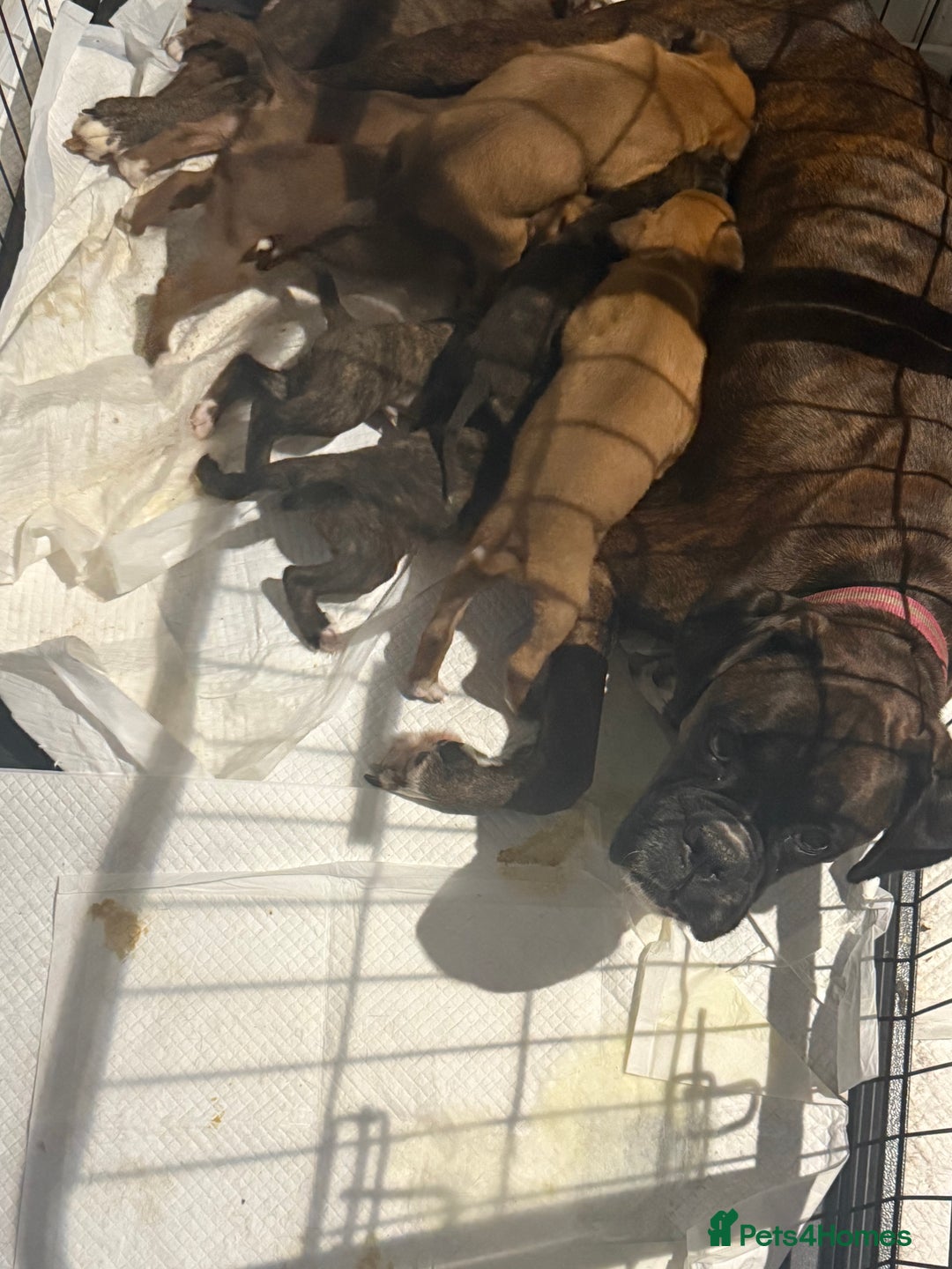Boxer dogs for sale: Gorgeous Kc Boxer Puppies - Image 23