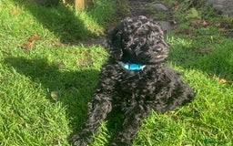 Cockapoo dogs for sale: Black Cockerpoo puppies  - Image 2