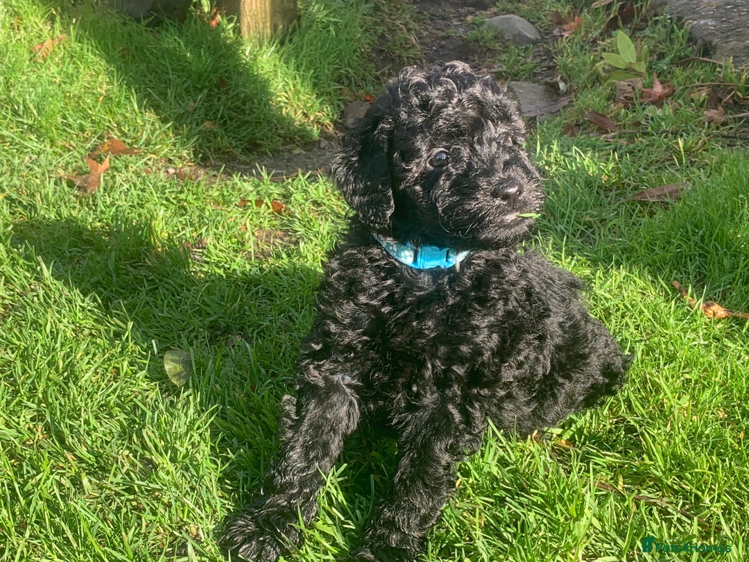 Cockapoo dogs for sale: Black Cockerpoo puppies  - Image 2