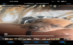 Mixed Breed dogs for sale: Puppies for Sale  - Image 2