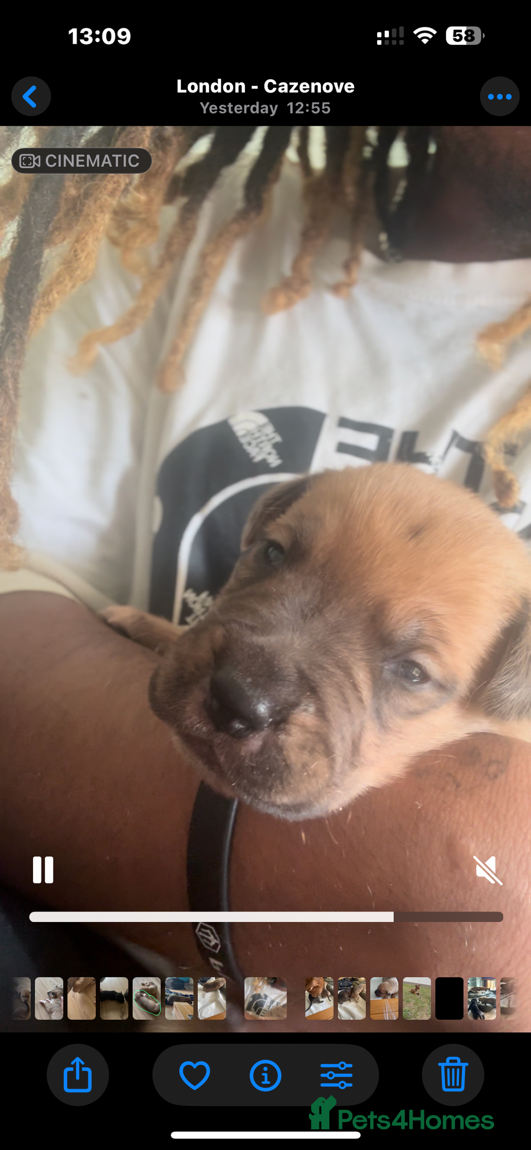 Mixed Breed dogs for sale: Puppies for Sale  - Image 2