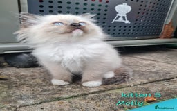 Ragdoll cats for sale: Beautiful ragdoll kittens 1 female left - Image 7