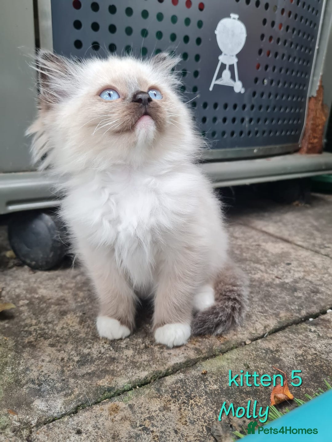 Ragdoll cats for sale: Beautiful ragdoll kittens 1 female left - Image 7