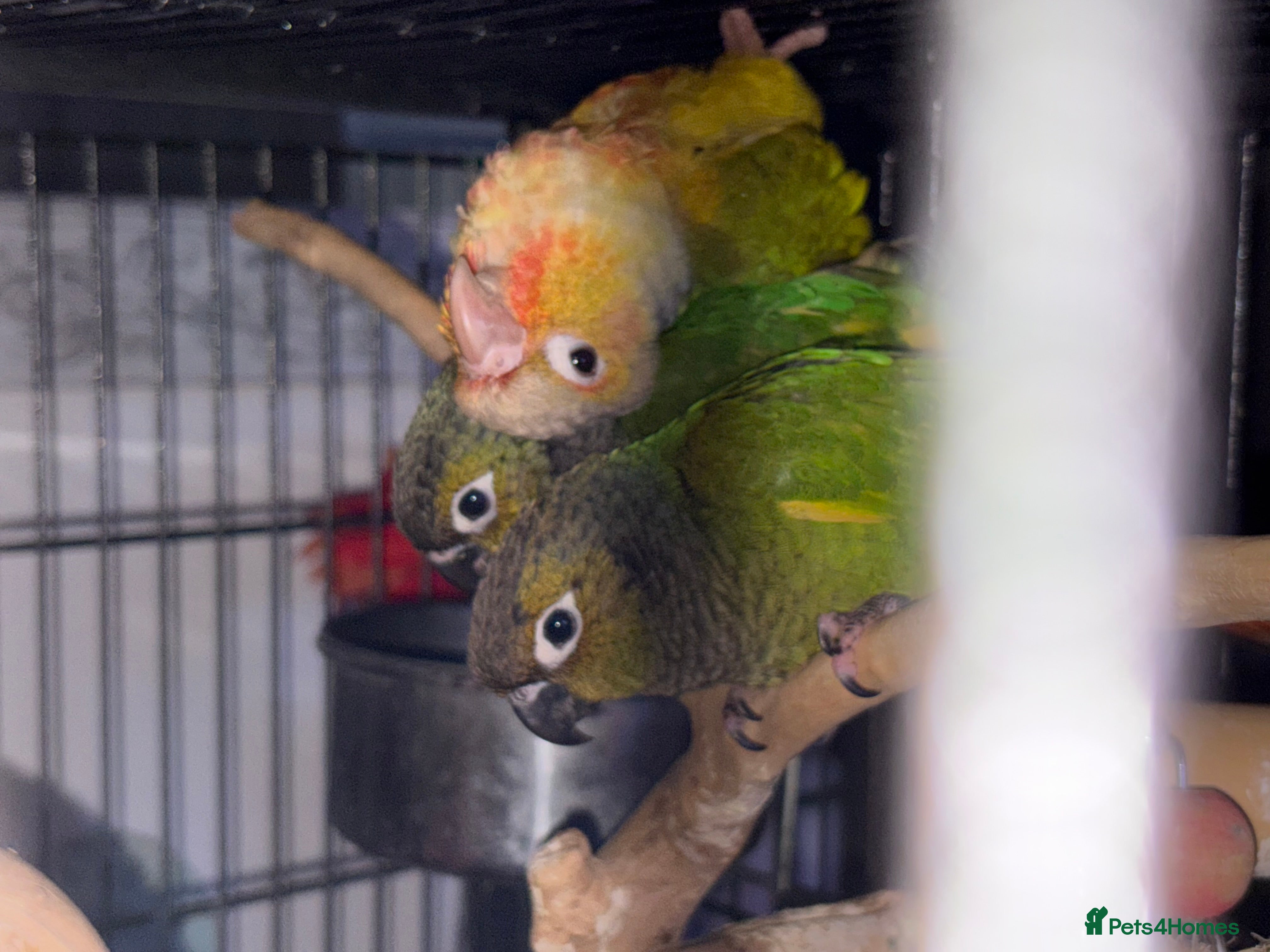 Conures birds Young hand tamed conures  - Advert 12