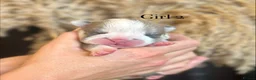English Bulldog dogs for sale: Beautiful English bulldog litter ❤️ - Advert 4