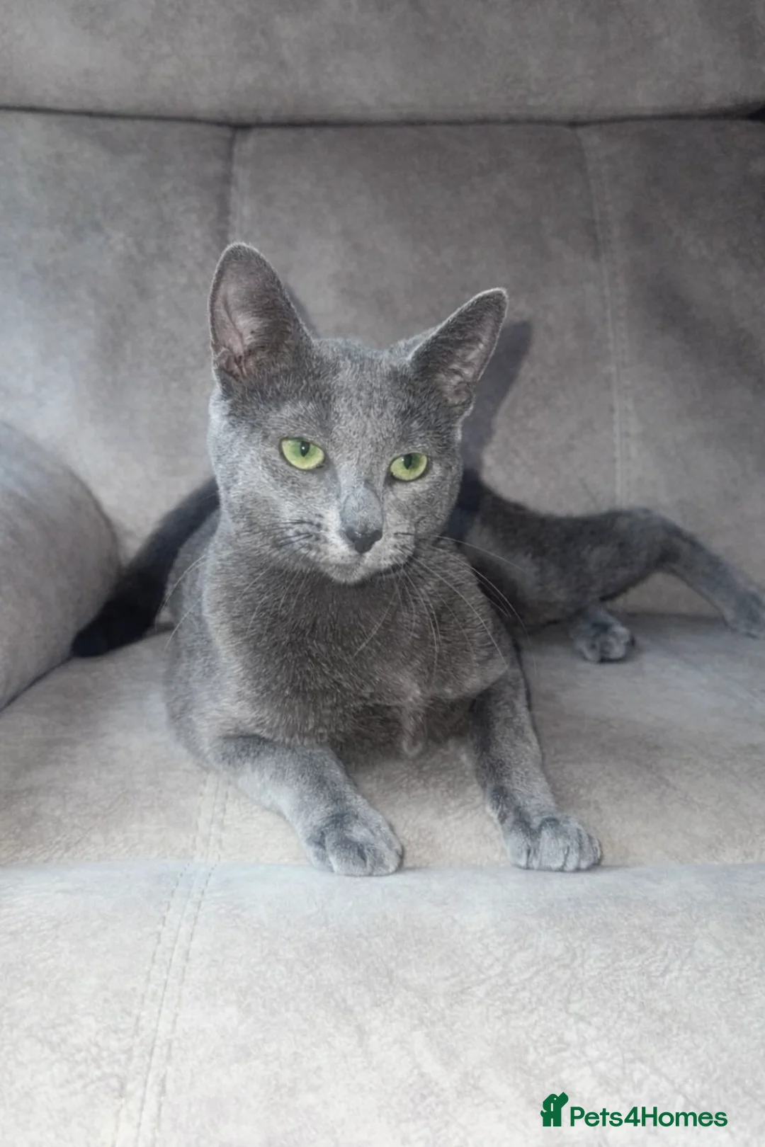 Russian Blue cats for sale: TICA active registered Pedigree Russian Blue Boy - Advert 1