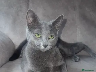 Russian Blue cats TICA active registered Pedigree Russian Blue Boy - Advert 18