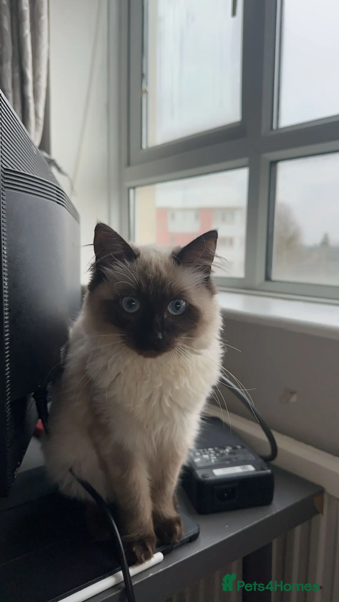 Ragdoll cats for sale: 22 Month old Pure Ragdoll Cat! - Advert 2