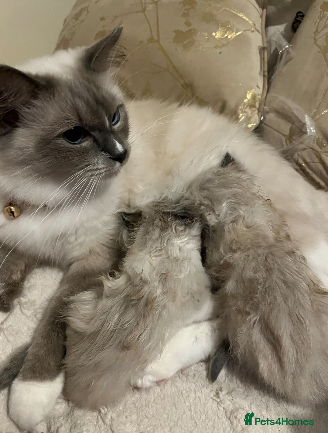 Ragdoll cats for sale: Gorgeous Bi-Colour Ragdoll Kittens – Male - Image 6