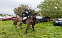 English Thoroughbred horses for sale: Smart hunter for sale - perfect mother/daughter - Image 11