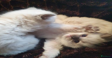Ragdoll cats - Advert 10