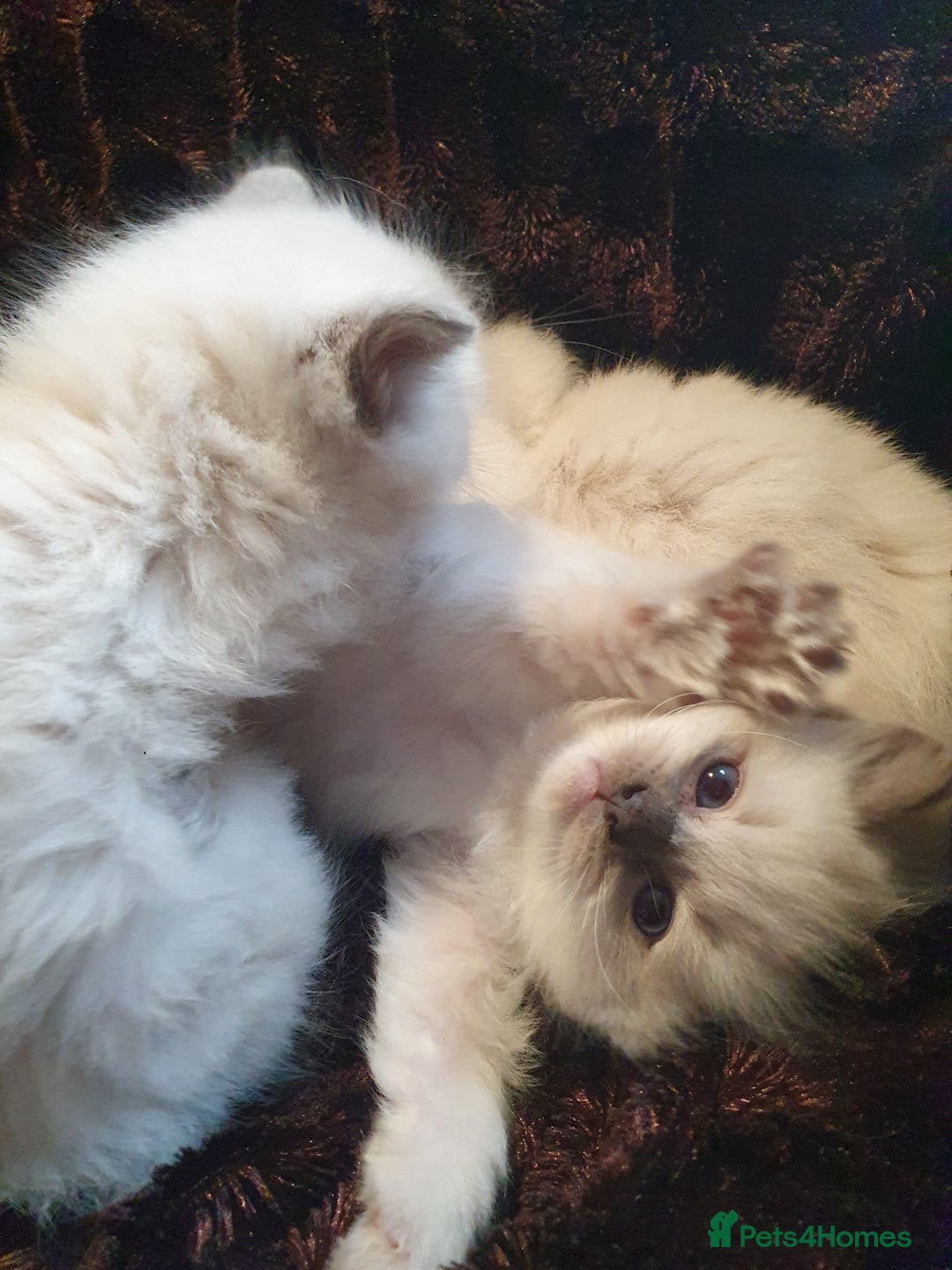 Ragdoll cats for sale: PEDIGREE RAGDOLL KITTENS FROM GCCF REGISTERED - Image 2