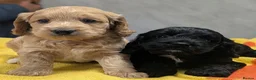 Cockapoo dogs for sale: Ready now! Licensed breeder health tested F1 pups - Advert 1
